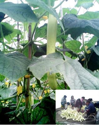 廠家專業生產各式扣手手提袋服裝鞋子包裝袋來樣訂做免設計費|鞋|產品|中國黃頁網