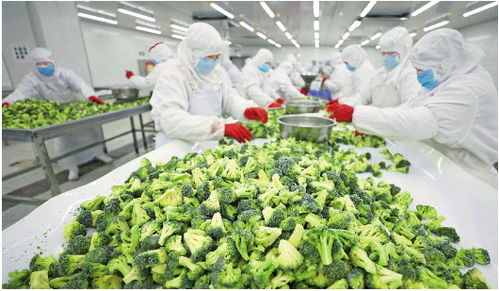 速凍蔬菜復(fù)產(chǎn)忙