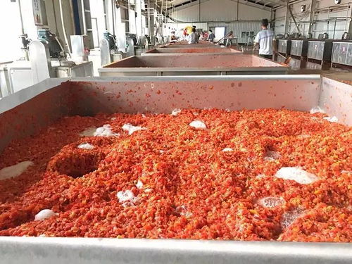 萬通蒙根花食品加工廠進行脫水蔬菜生產(chǎn) 番茄