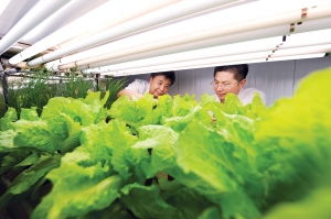 植物工廠(chǎng)首現(xiàn)揚(yáng)城