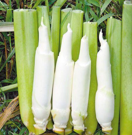 長(zhǎng)在水里的一種&ldquo;蔬菜&rdquo;,農(nóng)村人吃不完,運(yùn)到城里賣(mài)16元一斤