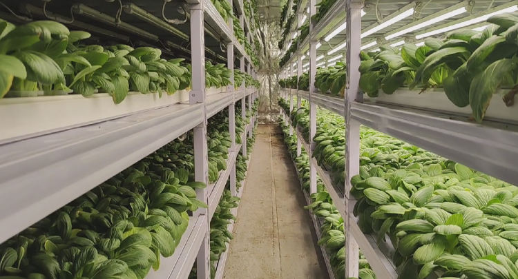 阿湯鍋打&ldquo;卡&rdquo;|重慶崽兒在沙漠里用集裝箱種出&ldquo;瓢兒白&rdquo;,用的水空調還是&ldquo;重慶造&rdquo;