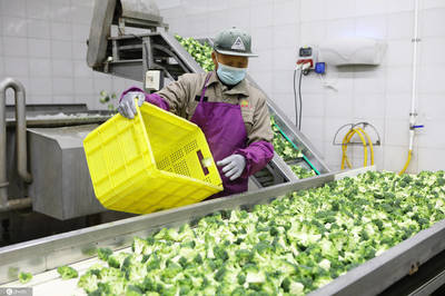 江蘇濱海蔬菜走出國門遠(yuǎn)銷歐美年產(chǎn)值3億元以上