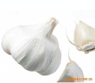 順旺農產品 優質大蒜供應商，滿足您的多樣化需求