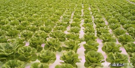 現(xiàn)代無土栽培技術(shù)之浮板水培技術(shù)蔬菜生產(chǎn)